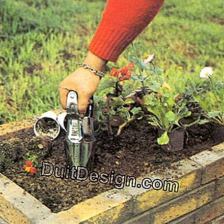 Gali lubang silinder dengan tumbuhan bulbous.