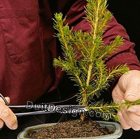 Formarea unui bonsai: care