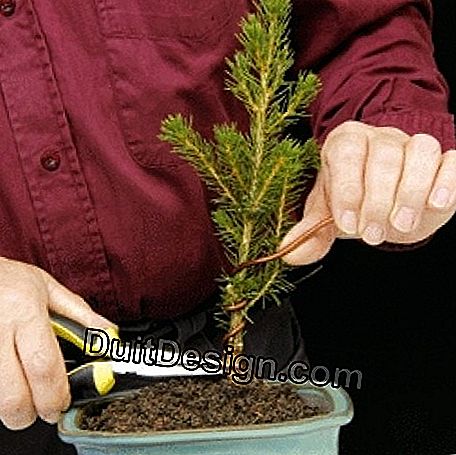 Formarea unui bonsai: unui
