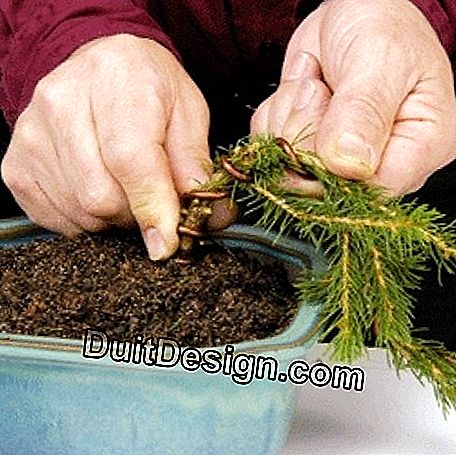 Formarea unui bonsai: formarea