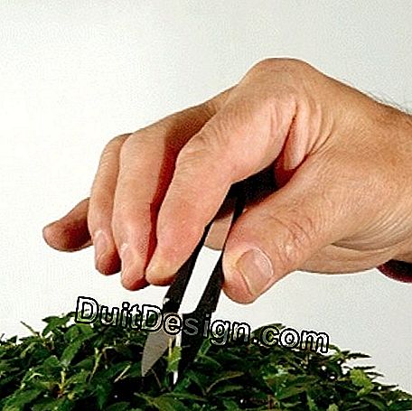 Dimensione di manutenzione e pizzico di un bonsai: dimensione