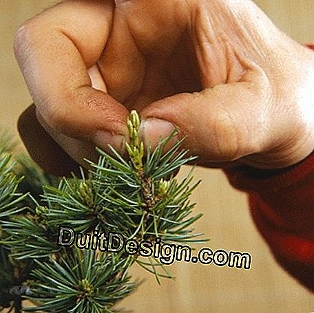 Dimensione di manutenzione e pizzico di un bonsai: bonsai