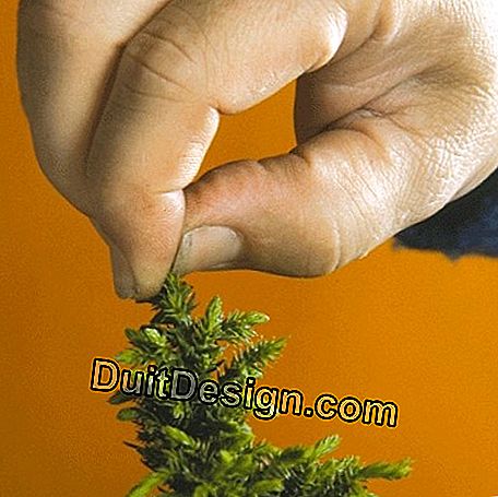 Dimensione di manutenzione e pizzico di un bonsai: bonsai