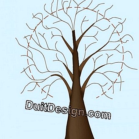Dimensione di manutenzione e pizzico di un bonsai: manutenzione
