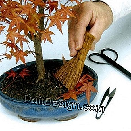 Dimensione di manutenzione e pizzico di un bonsai: dimensione