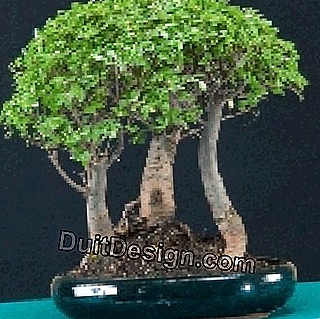 Dimensione di manutenzione e pizzico di un bonsai: pizzico