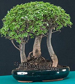 Dimensione di manutenzione e pizzico di un bonsai
