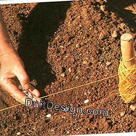 Per quanto riguarda i piselli, la semina delle varietà nane avviene in un solco profondo di 5 cm; noi disperdiamo i semi di circa 3 cm.