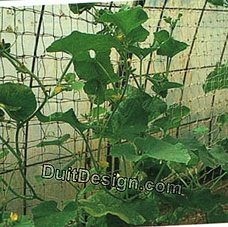 The behavior of melons in a greenhouse is very profitable. They are here well trellised on nets.