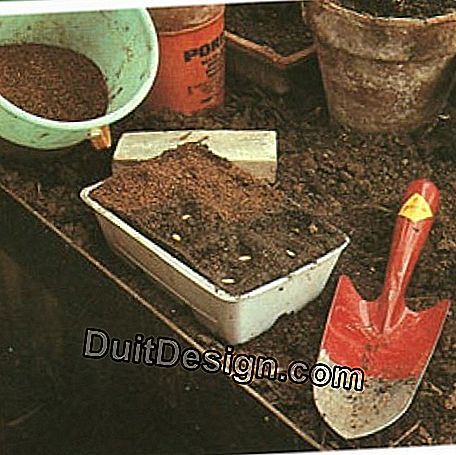 Then arrange the seeds at a rate of two or three per bucket. Cover with a thin layer of peat.