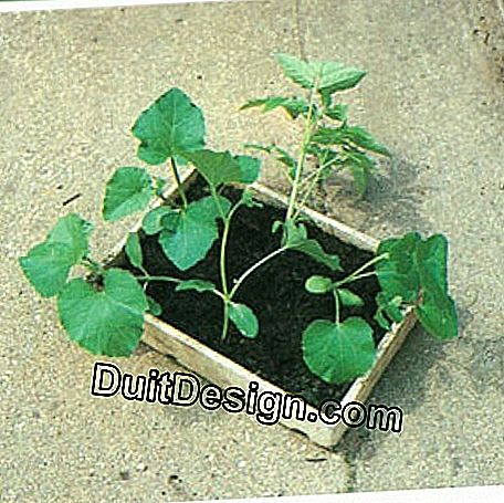 The glass is removed as soon as the plants have lifted. They are kept in a bucket until the leaves appear.