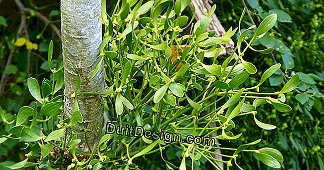 Bagaimana untuk menghilangkan mistletoe di dalam pokok