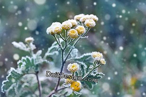 Protejați-vă plantele în ghivece pe măsură ce iarnă ajunge