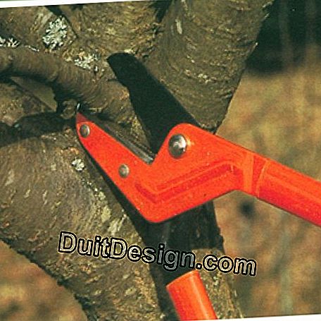 Secateurs with both hands, brass anvil. This tool is designed to cut branches up to 45 mm in diameter.