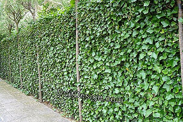 Klatreplanter til at dække en mur