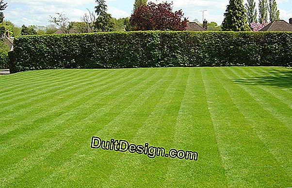 A perfect lawn in the garden