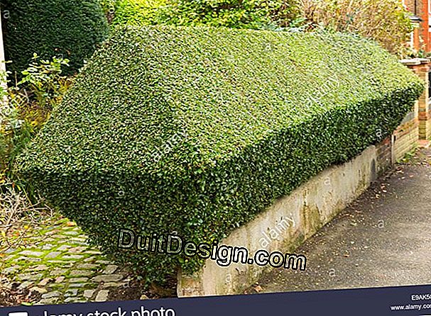 Cut a garden hedge