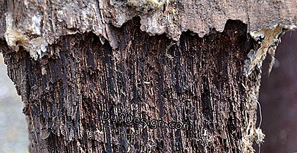 New treatments for wood structures against xylophagous insects