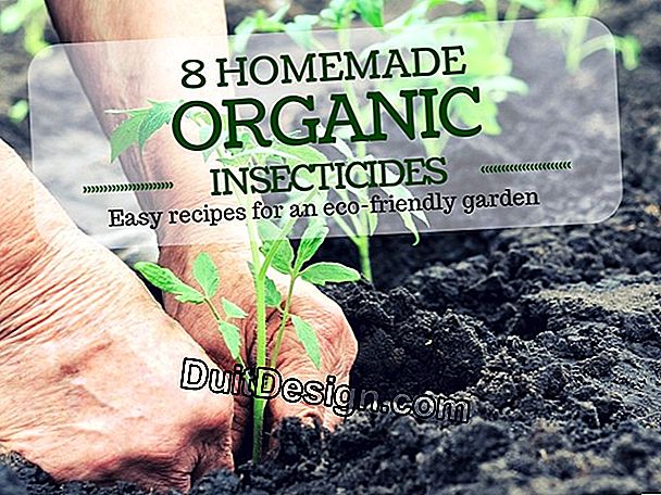 Treat a garden with insecticides: effective but not without risks!