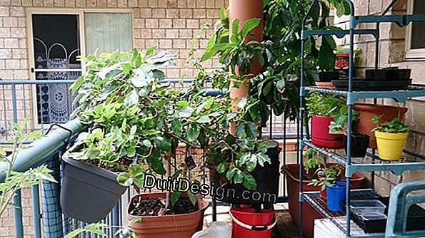 The mini kitchen garden for balcony