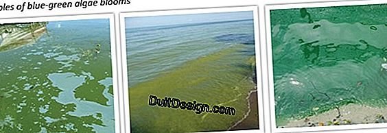 Pool: how to avoid the appearance of algae?