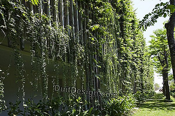 The plant walls, a green facade!