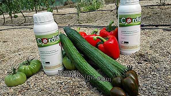 Piretrina, un pesticida natural para tu jardín.