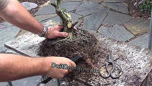 Membentuk bonsai