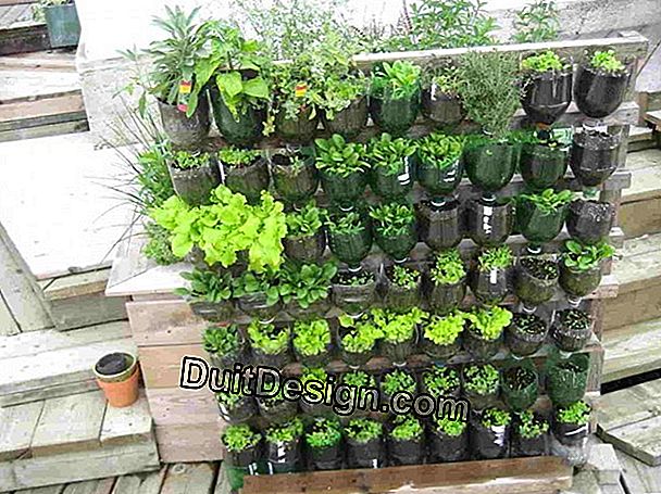 DIY: bagaimana membuat kebun sayur vertikal?