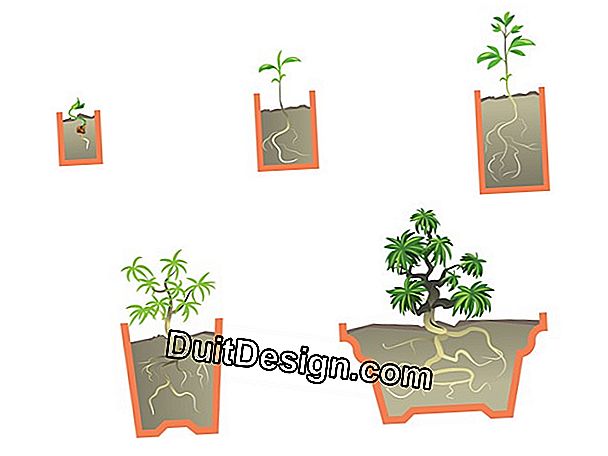 Invasare un bonsai (2): preparare la terra
