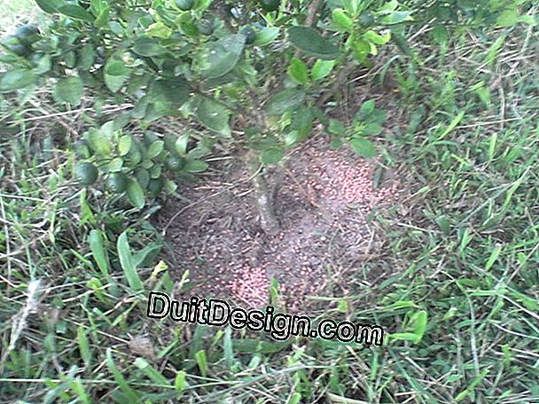 Penjagaan rumput