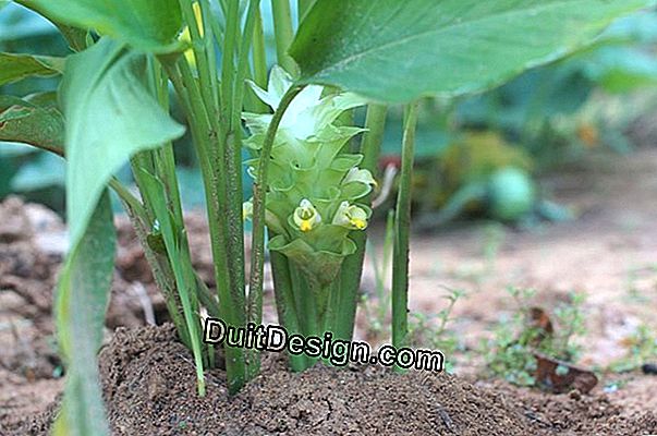 Bunga kebun yang boleh dimakan