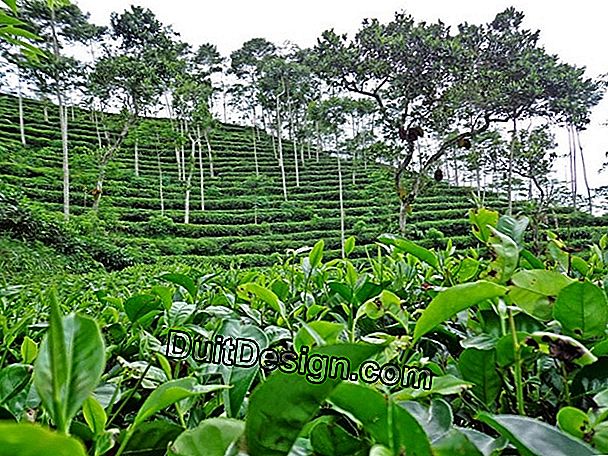 Tempat kebun yang terkubur