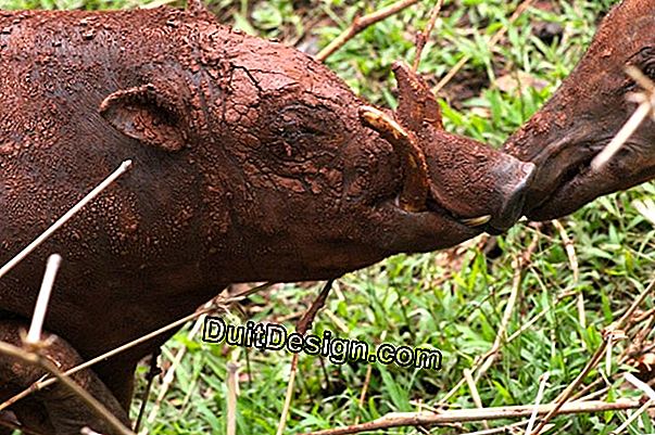 Nikmatilah tempat perlindungan yang besar di taman untuk membesarkan rumah