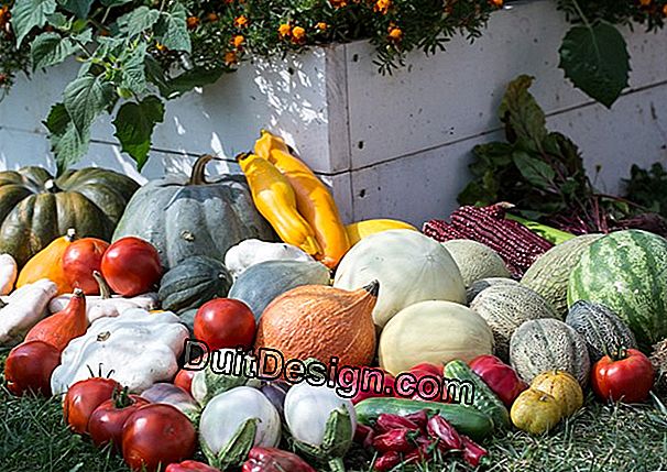 Grădina de legume ecologice