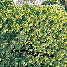 árbol de alfalfa (Medicago)